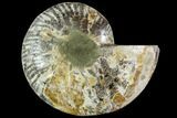 Bargain, Agatized Ammonite Fossil (Half) - Crystal Chambers #111549-1